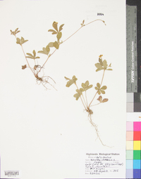 Potentilla canadensis image