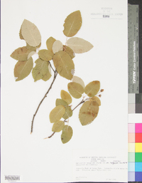 Amelanchier sanguinea image