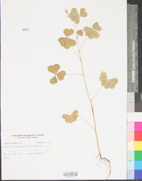 Oxalis grandis image