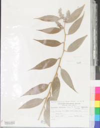 Leucothoe axillaris image