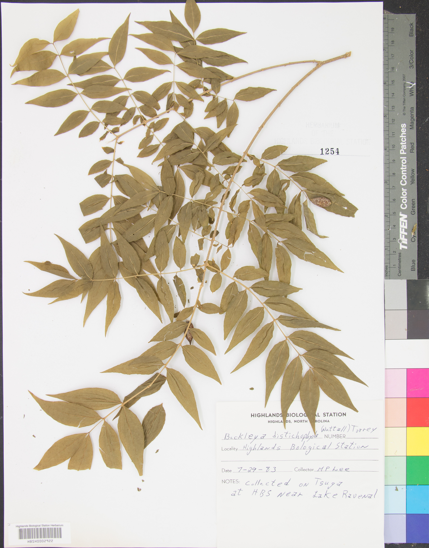 Buckleya distichophylla image