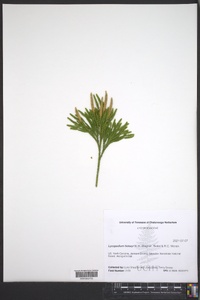 Dendrolycopodium hickeyi image