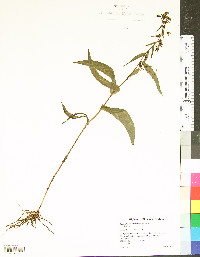 Epipactis helleborine image