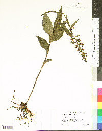 Epipactis helleborine image