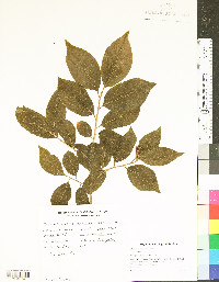 Pyrularia pubera image