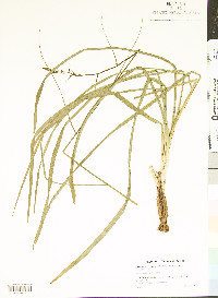 Stenanthium gramineum image