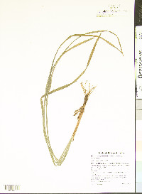 Stenanthium gramineum image