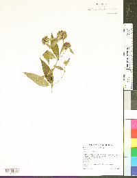 Pycnanthemum montanum image