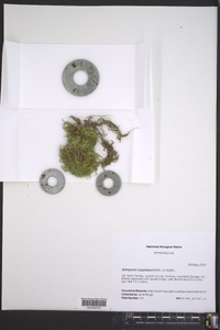 Sphagnum cuspidatum image