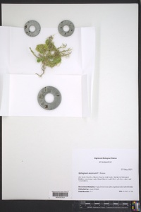 Sphagnum recurvum image