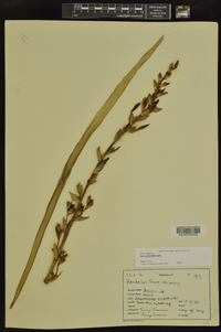 Yucca flaccida image