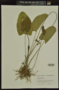 Echinodorus cordifolius image