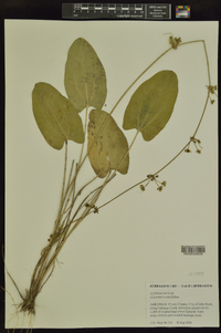 Echinodorus cordifolius image