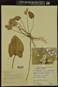 Echinodorus cordifolius image