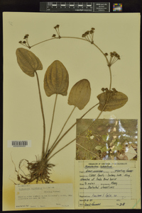 Echinodorus cordifolius image