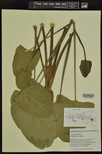 Echinodorus cordifolius image