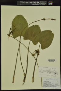 Echinodorus cordifolius image