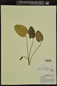 Echinodorus cordifolius image