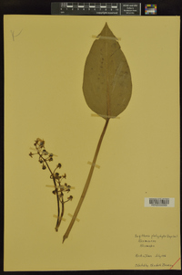 Sagittaria platyphylla image