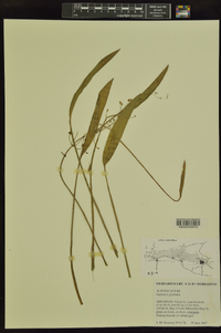 Sagittaria graminea image