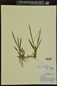 Sagittaria graminea image