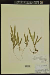 Sagittaria graminea image