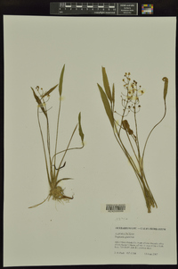 Sagittaria graminea image