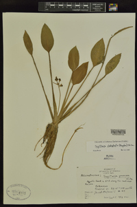 Sagittaria platyphylla image