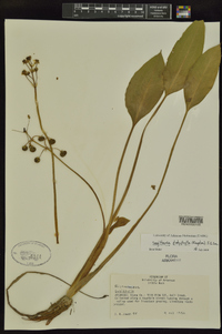 Sagittaria platyphylla image