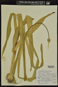 Allium ampeloprasum image