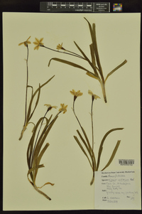 Ipheion uniflorum image