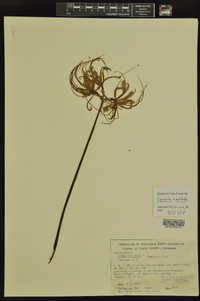 Lycoris radiata image