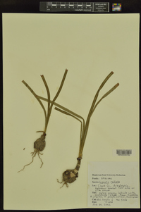 Lycoris radiata image