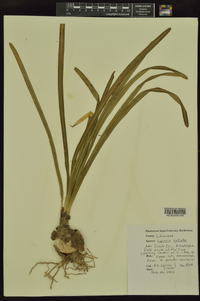 Lycoris radiata image