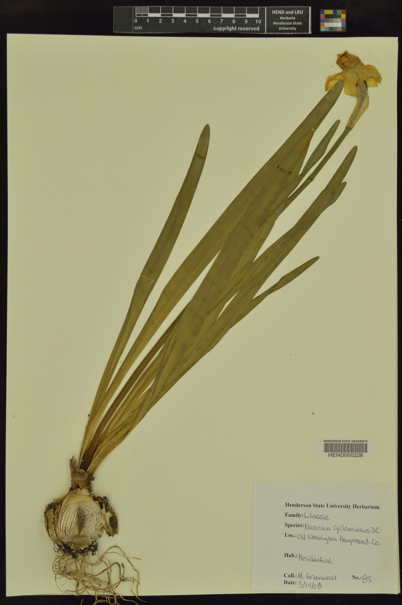 Narcissus cyclamineus image