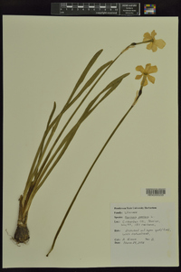Narcissus poeticus image