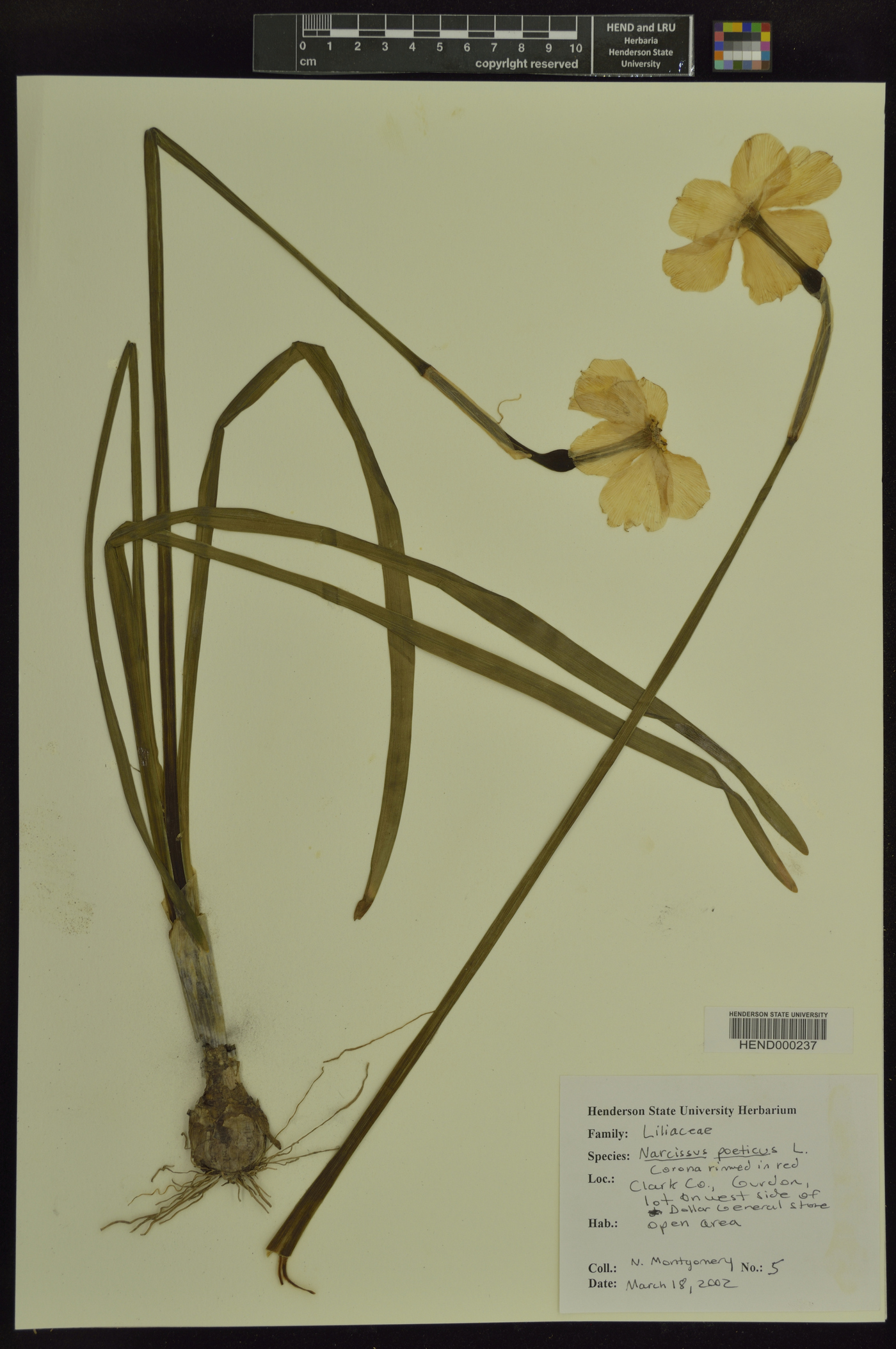 Narcissus poeticus image