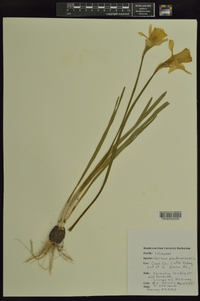 Narcissus pseudonarcissus image