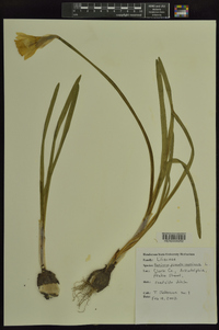 Narcissus pseudonarcissus image