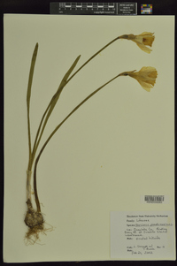 Narcissus pseudonarcissus image