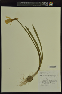 Narcissus pseudonarcissus image