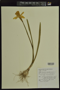 Narcissus pseudonarcissus image