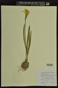 Narcissus pseudonarcissus image