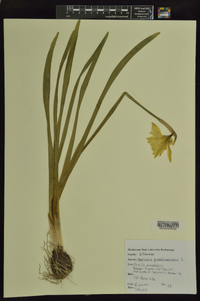 Narcissus pseudonarcissus image