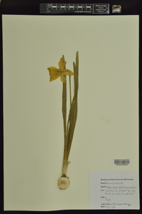 Narcissus pseudonarcissus image