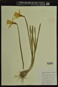 Narcissus pseudonarcissus image