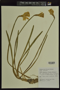 Narcissus pseudonarcissus image