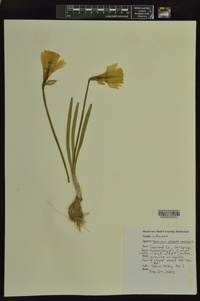 Narcissus pseudonarcissus image