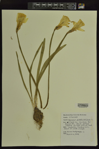 Narcissus pseudonarcissus image