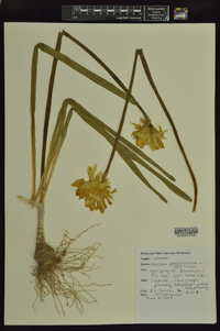 Narcissus pseudonarcissus image